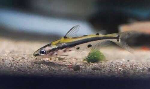 Shadow Catfish
