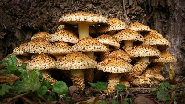 Shaggy Scalycap