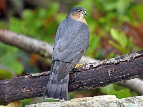 Sharp-Shinned Hawks