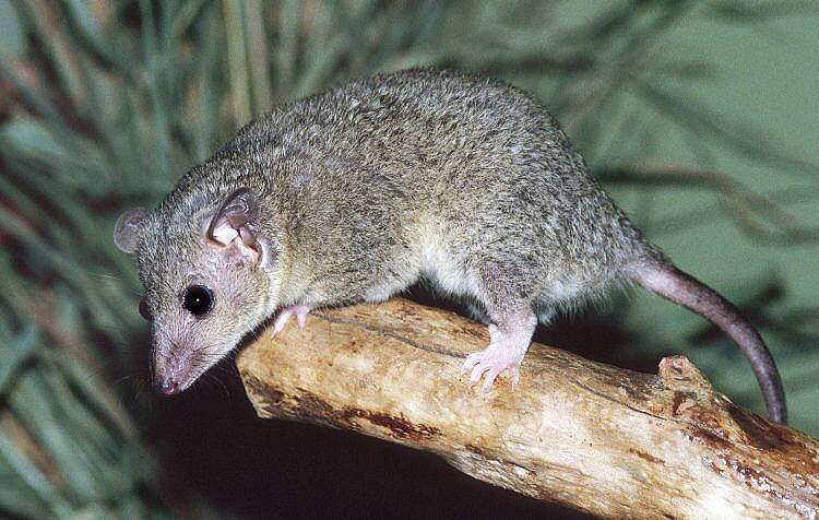 Short-Tailed Opossum