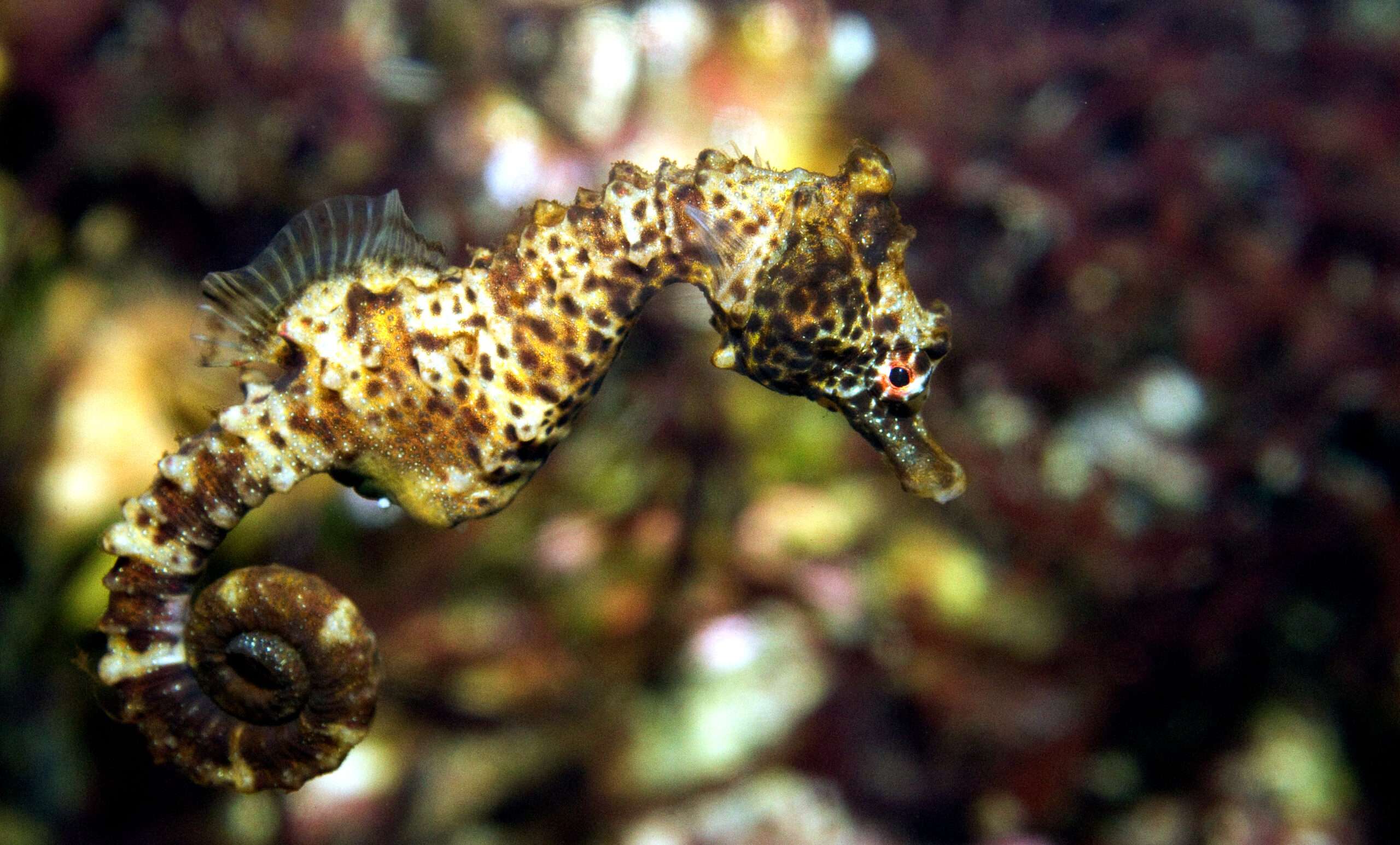 Shorthead Seahorse