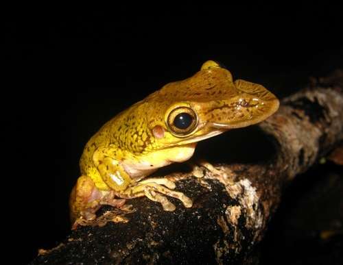 Shovel-Headed Tree Frog