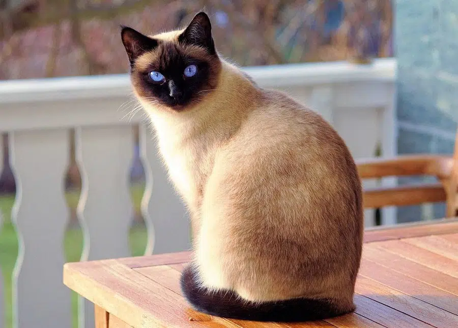 Siamese