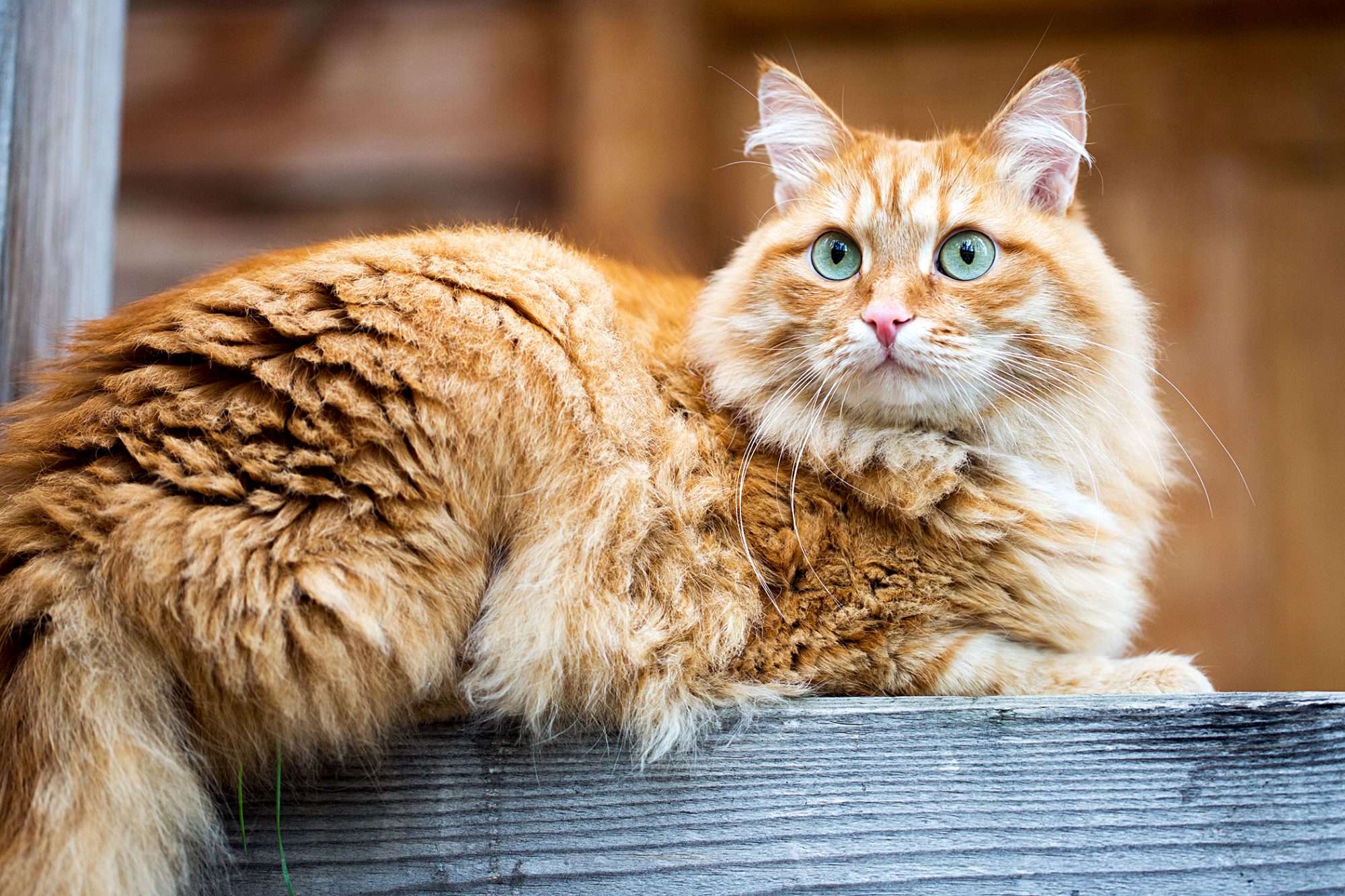 Siberian Cat