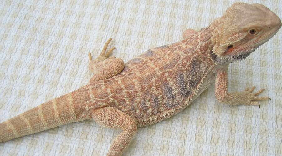 Silkback Breaded Dragon