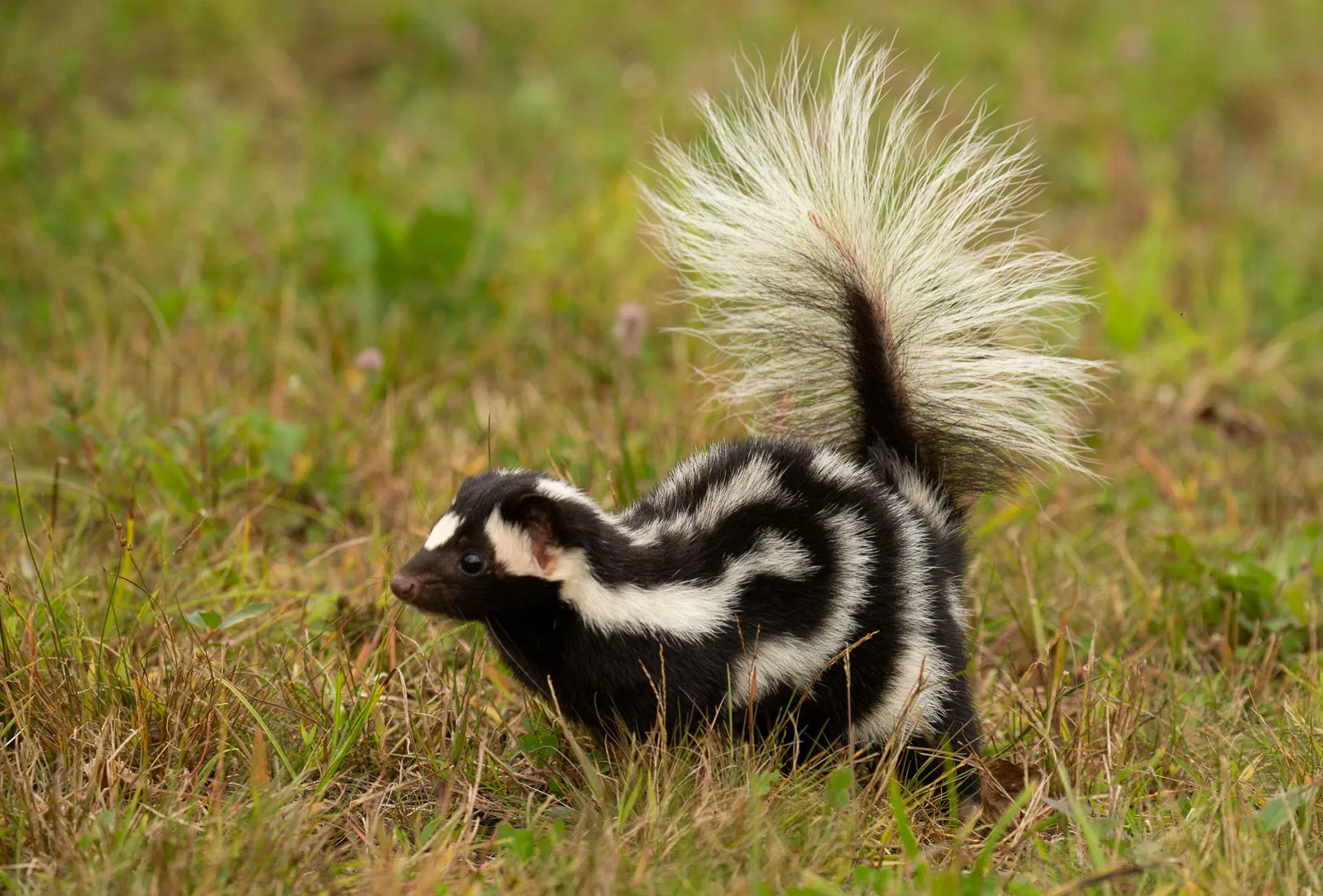 Skunks
