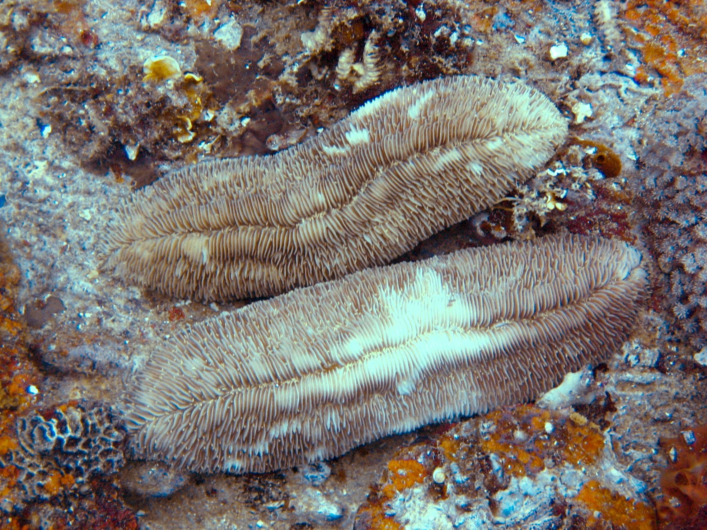 Slipper Coral