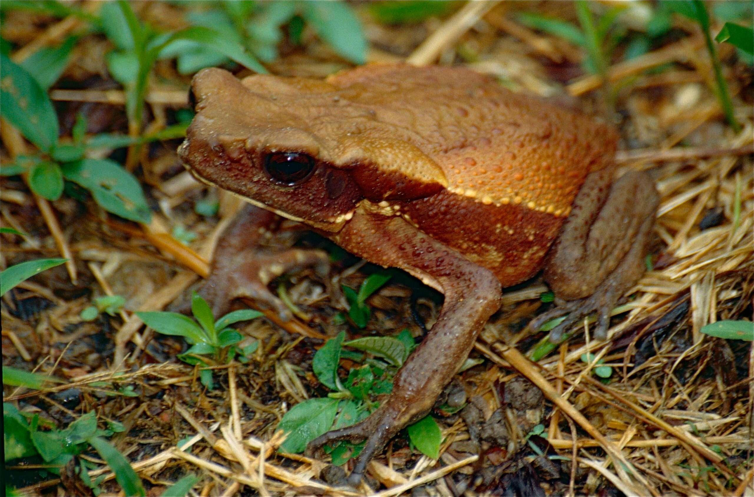 Smooth-Sided Toad