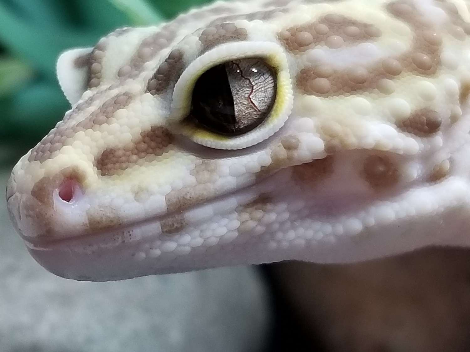 Snake Eyes Leopard Gecko