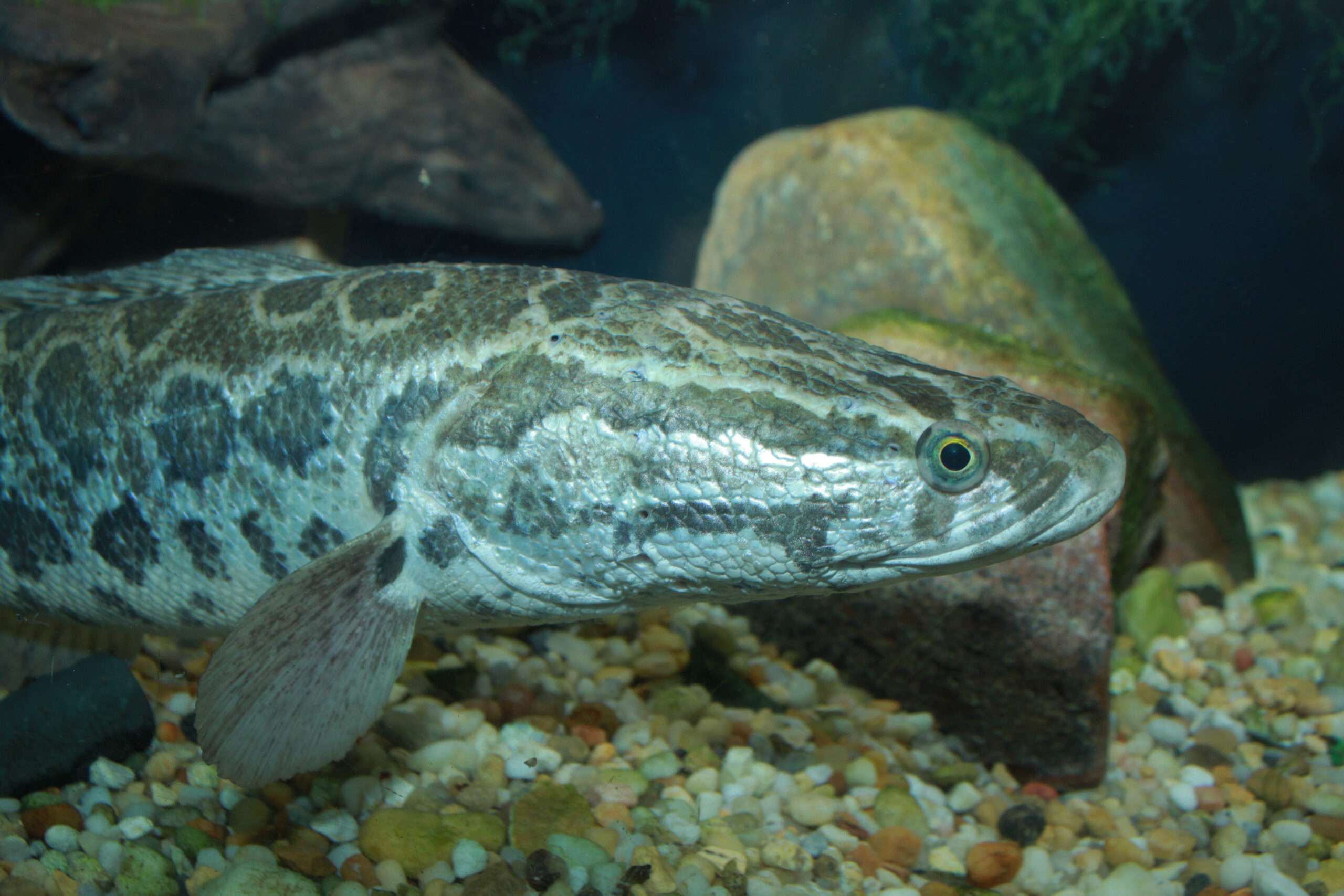 Snakeheads Fish