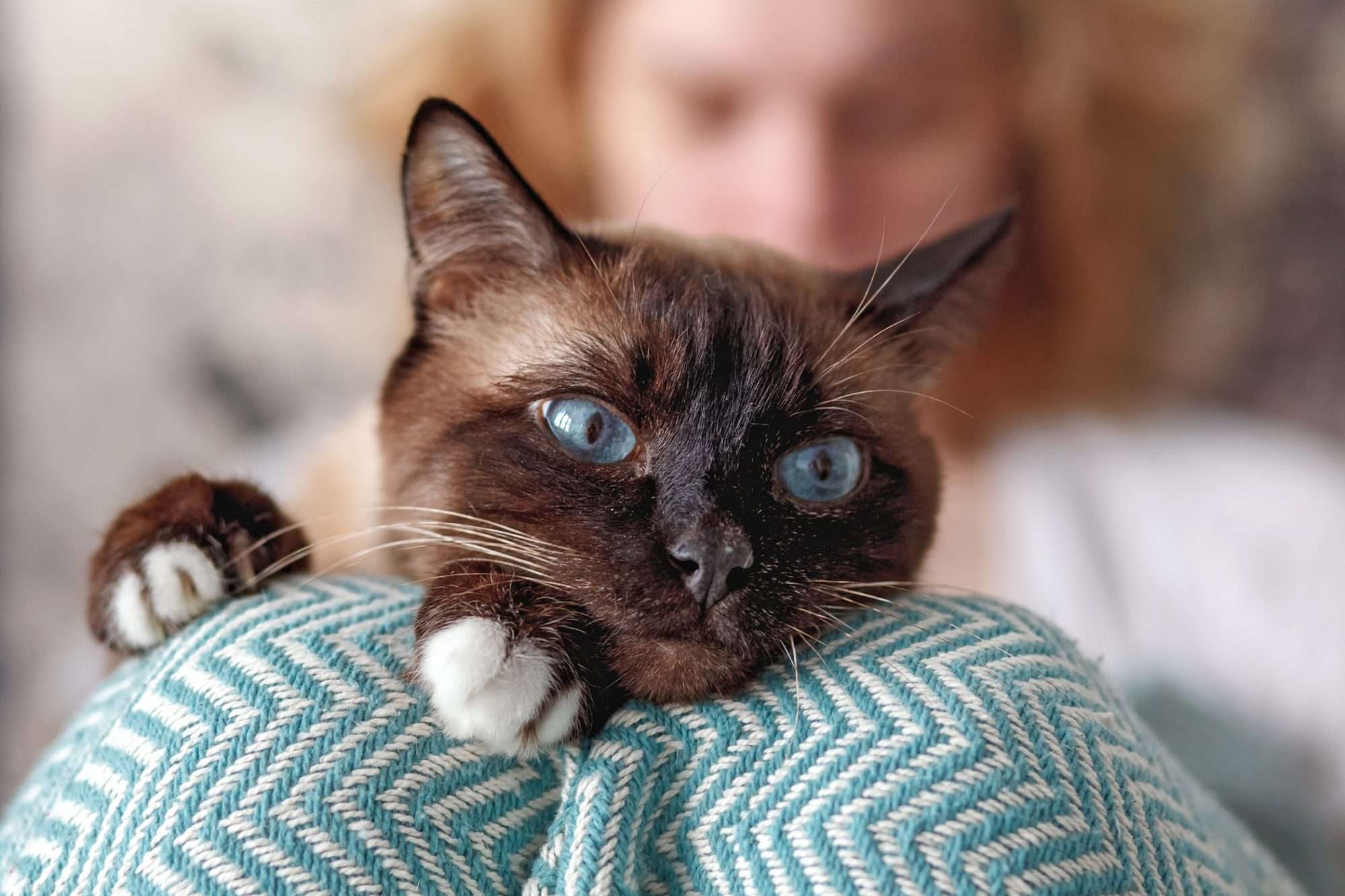 Snowshoe Cat