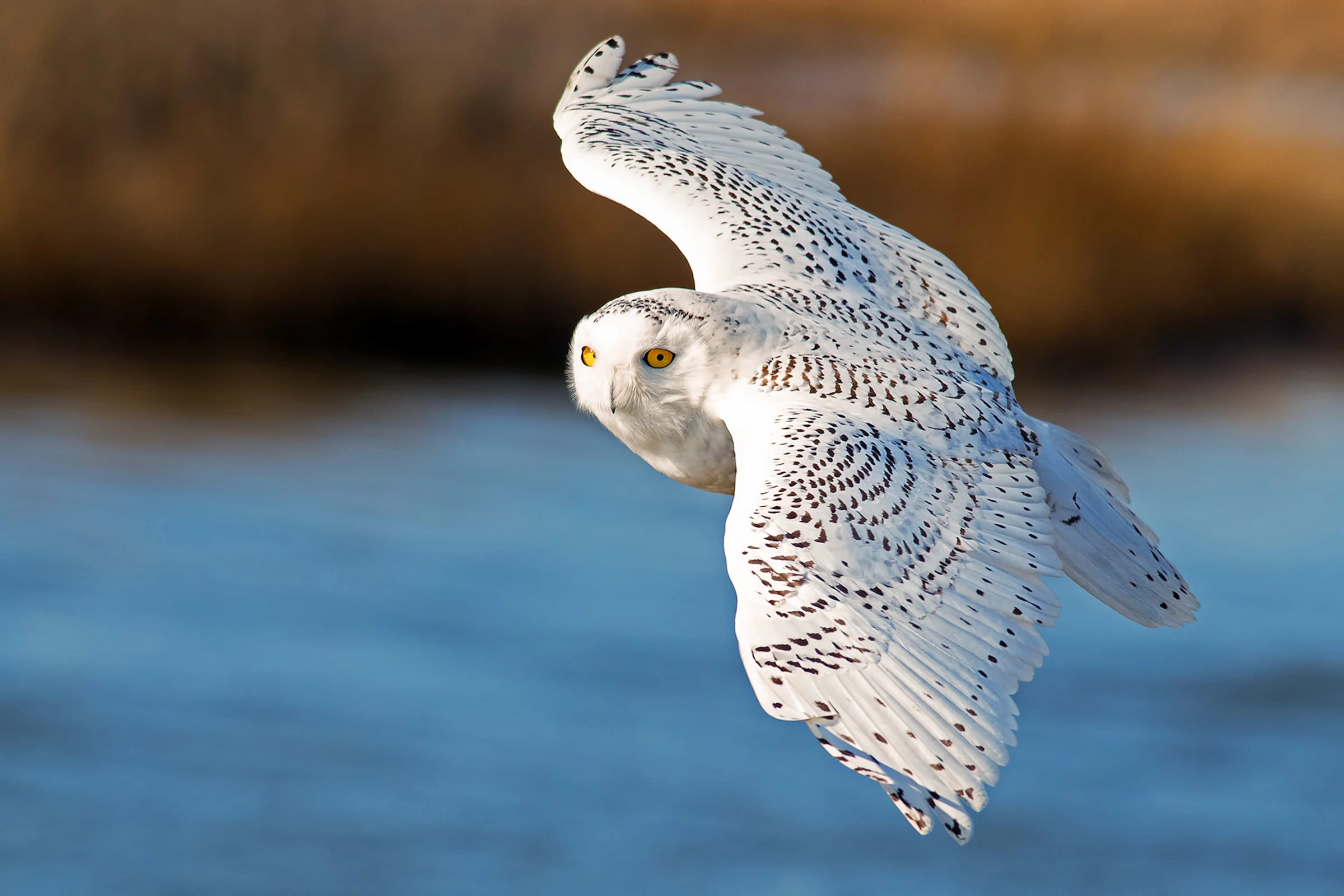 Snowy Owl