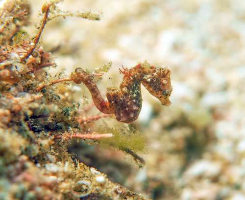 Sodwana Pygmy Seahorse