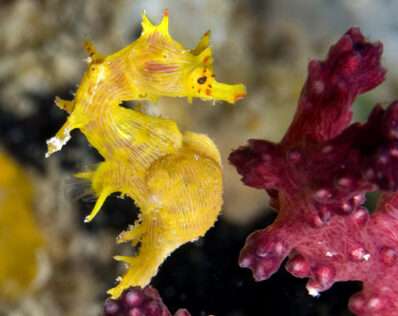 Softcoral Seahorse