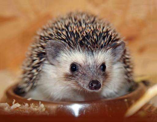 Somali Hedgehog