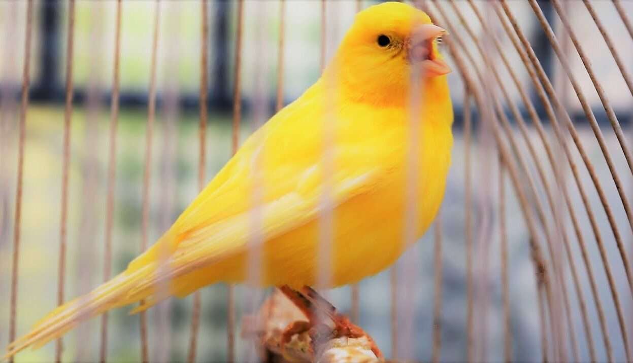 Song Canary