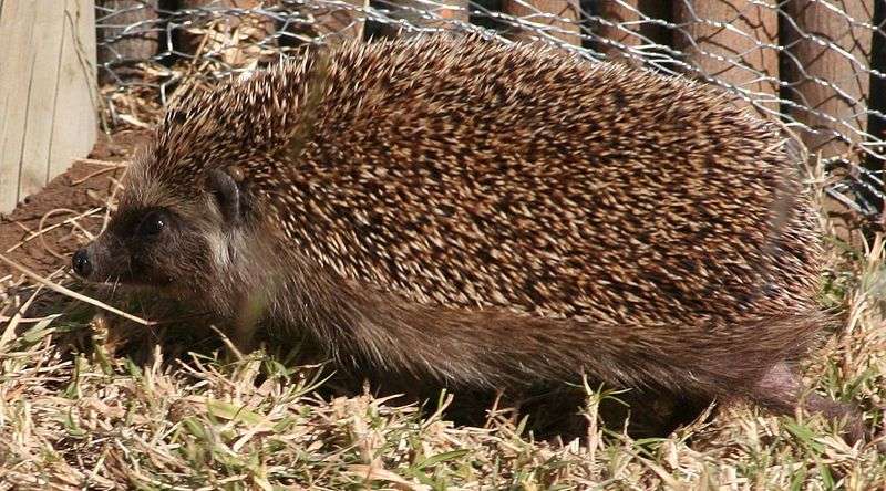 Southern African Hedgehog