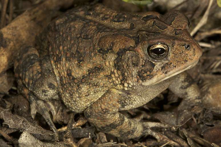Southern Toad