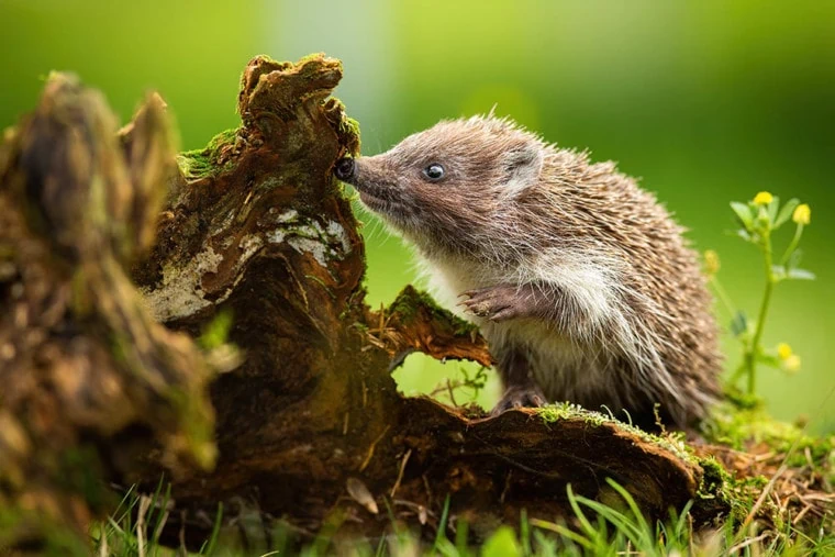 Southern White-Breasted Hedgehog