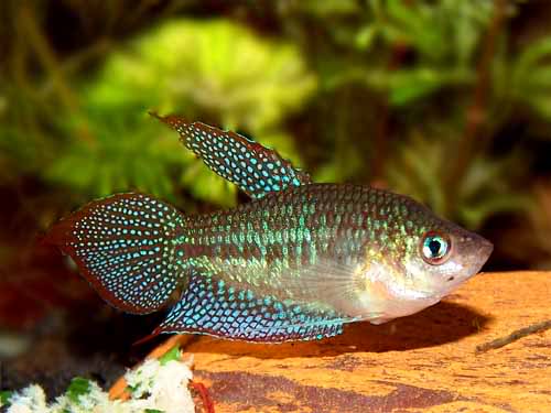 Sparkling Gourami