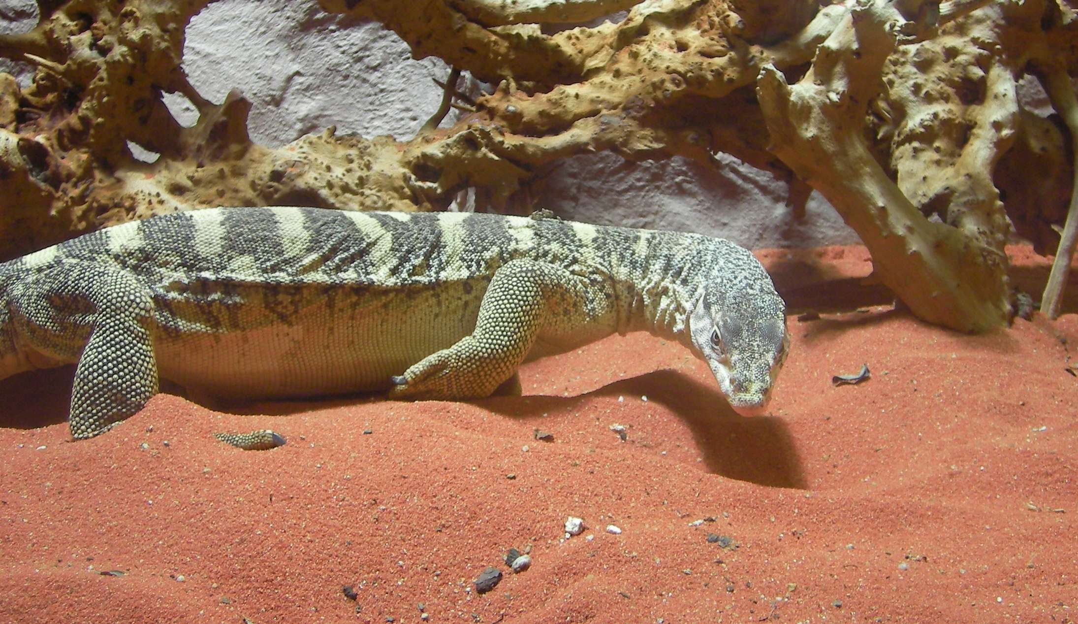 Spencer's Monitor