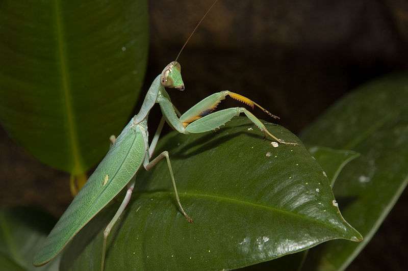 Sphodromantis baccettii