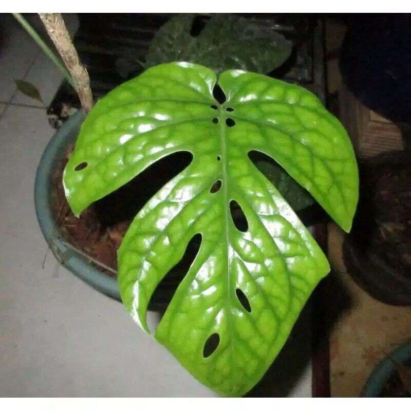 Spiderman Monstera