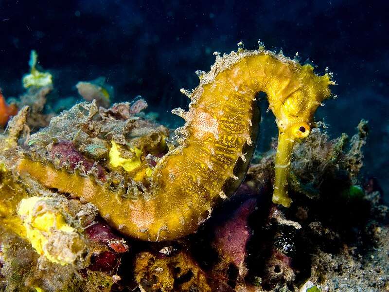Spiny Seahorse