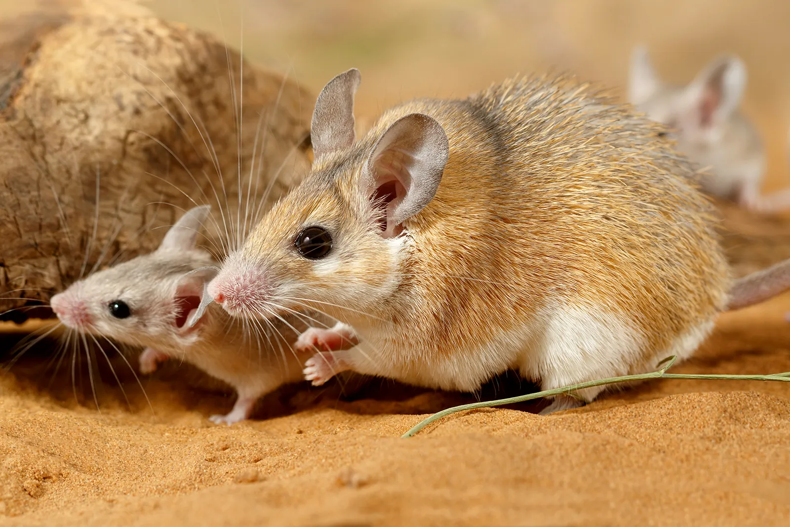Spiny Mice