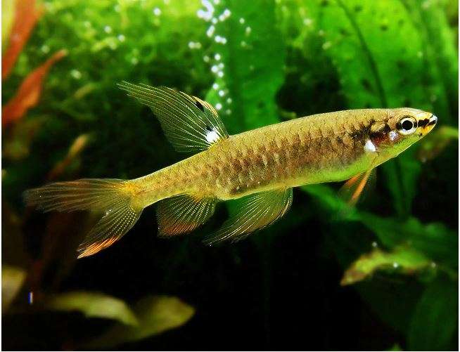 Splash Tetra