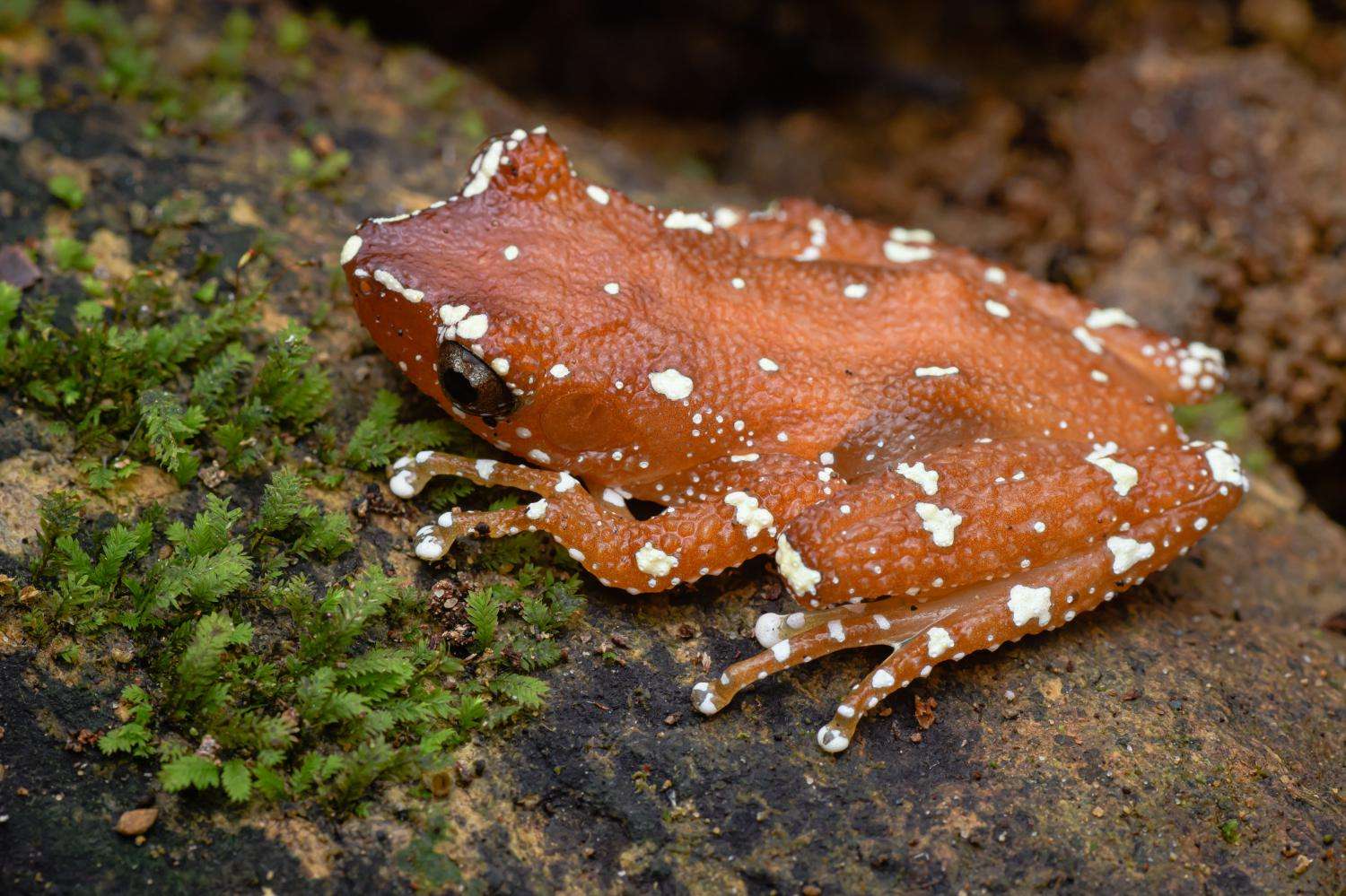 Spotted Tree Frog