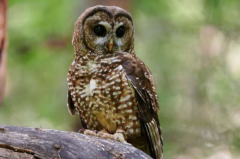 Spotted Owl