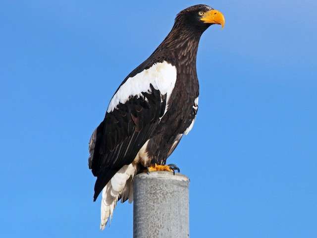 Stellar Sea Eagle