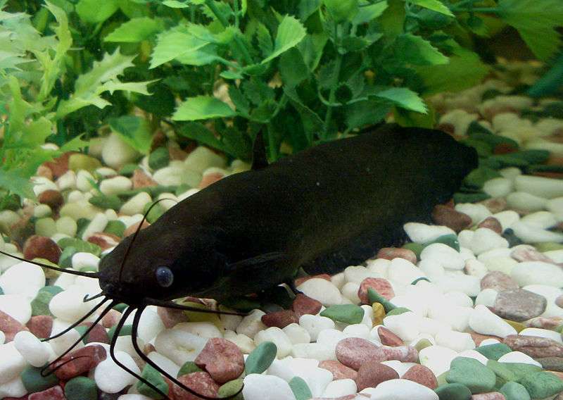 Stinging Catfish