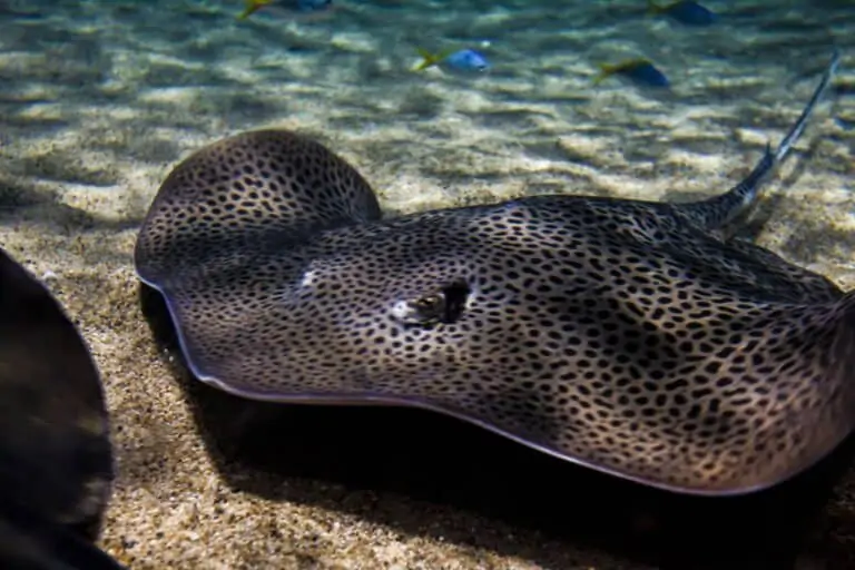 Stingrays