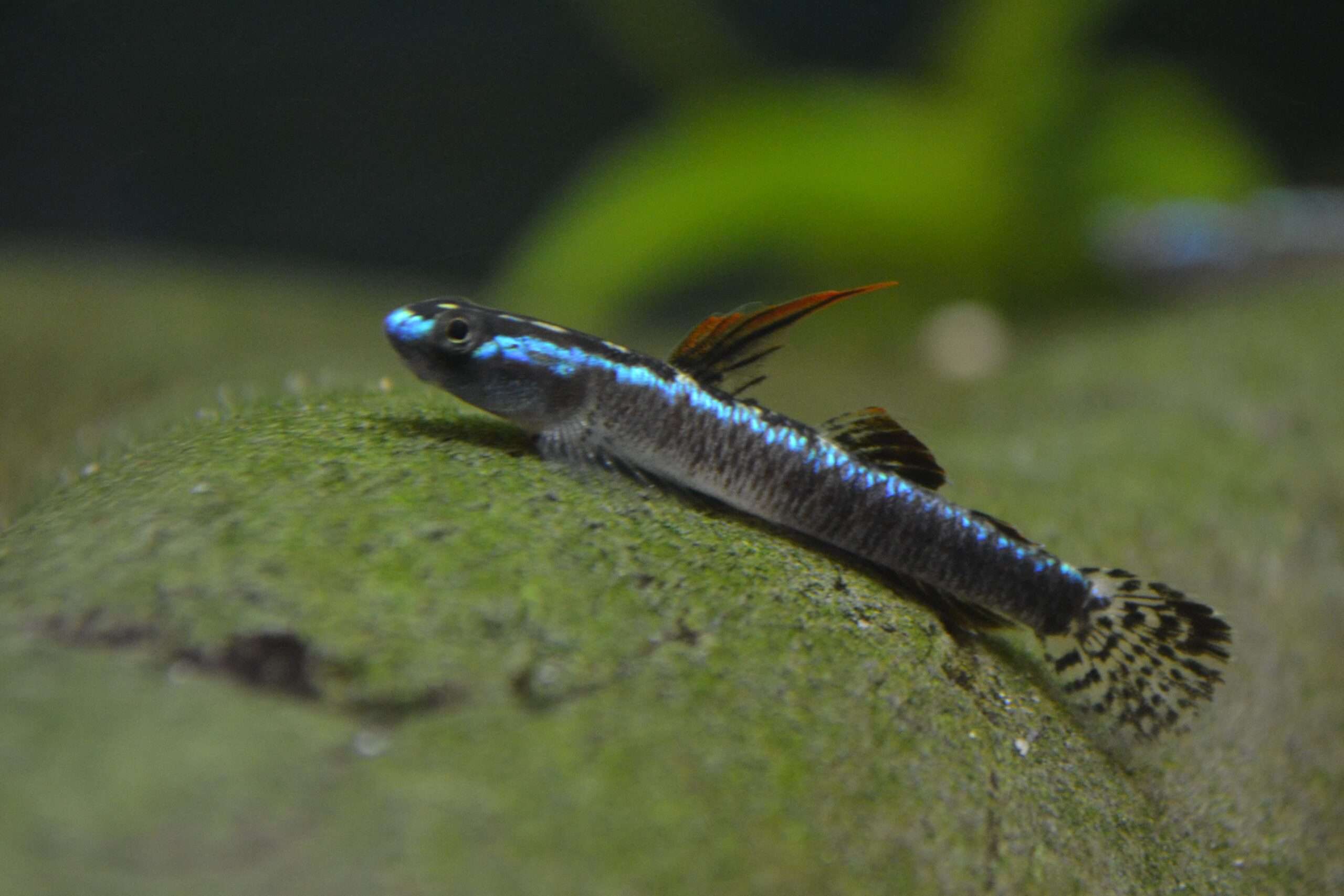 Stiphodon Goby