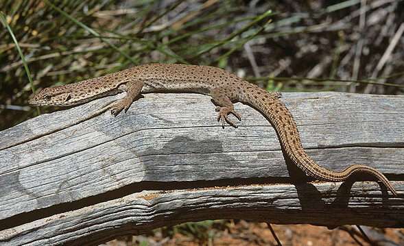 Stripe-Tailed Monitor