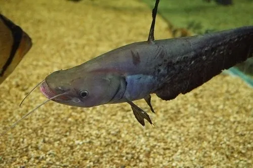 Striped Wallago Catfish