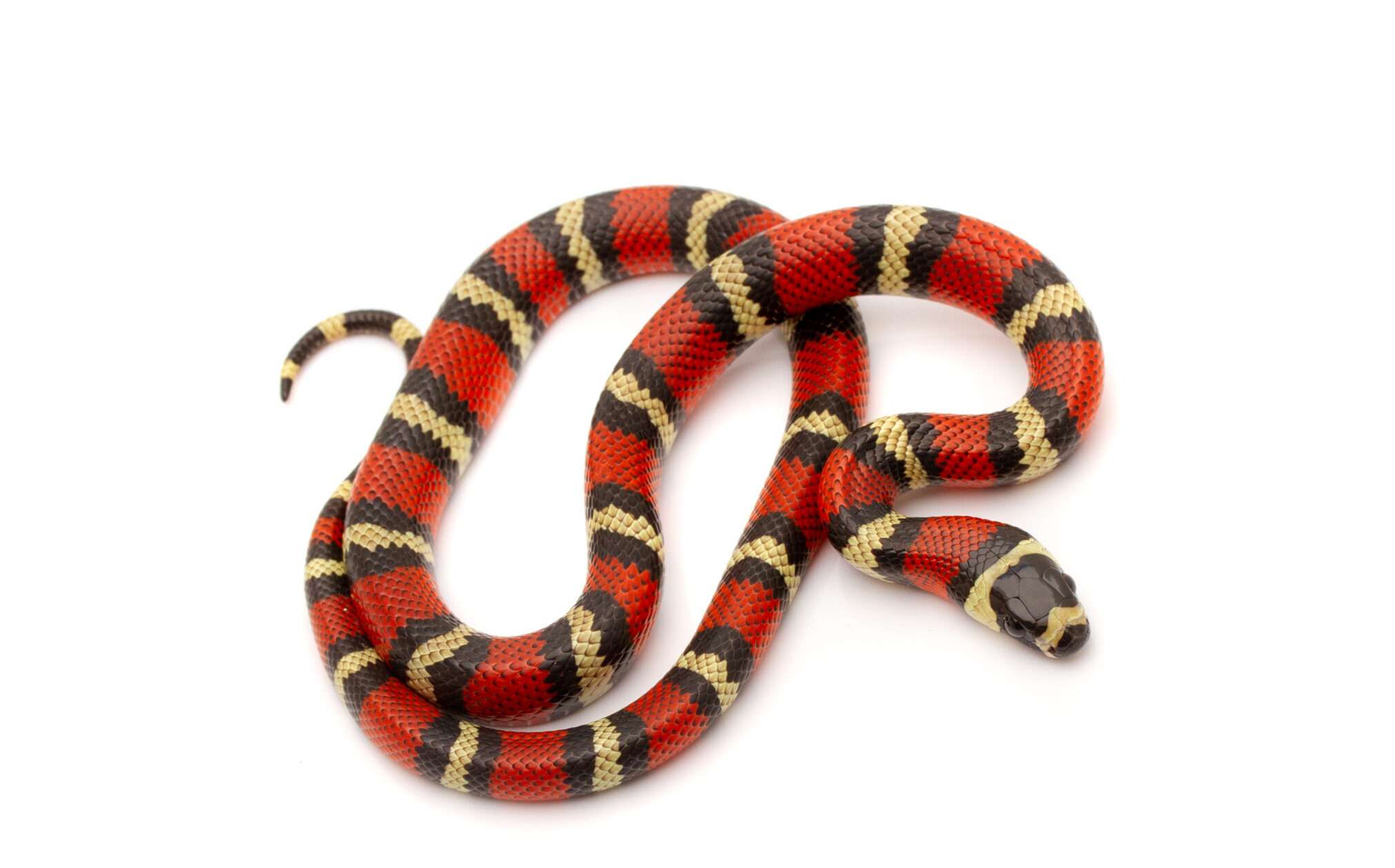 Stuart's Milksnake