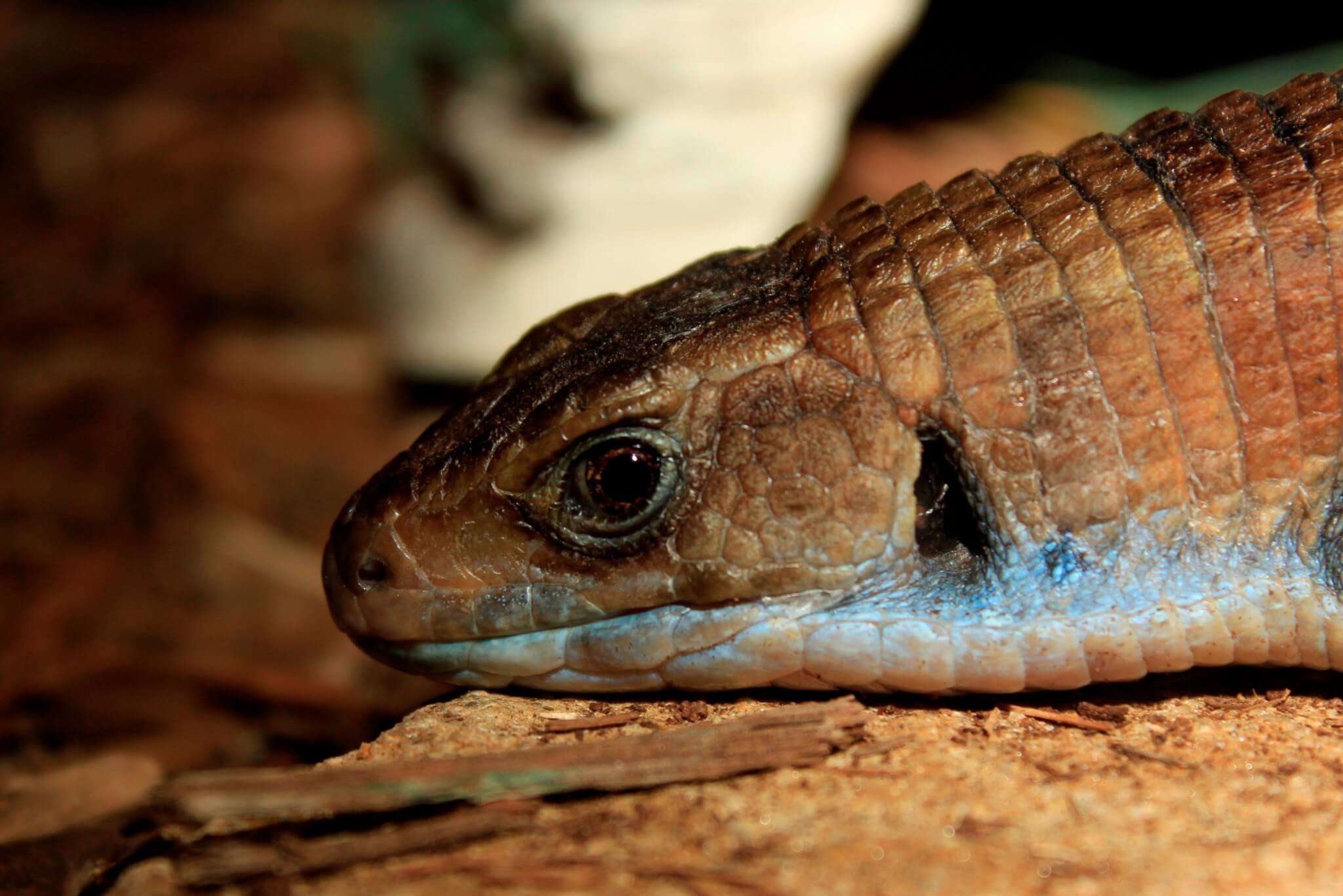 Sudan Plated Lizard