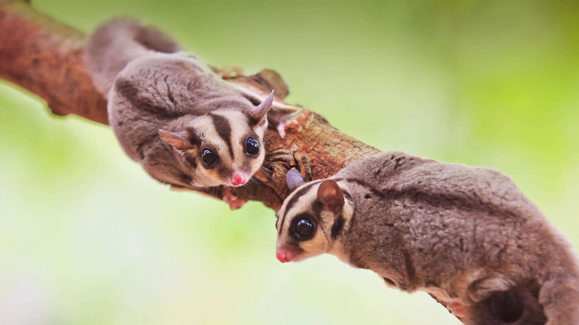Sugar Gliders