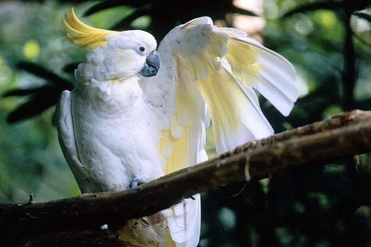 Sulphur-Crested Cockatoo