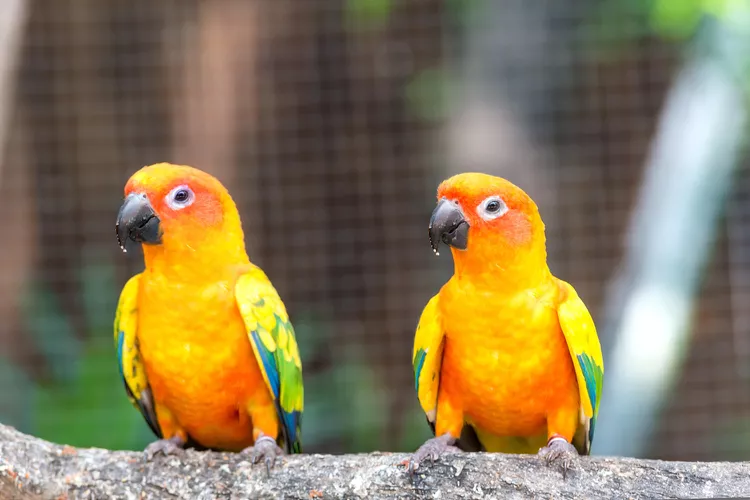 Sun Conure