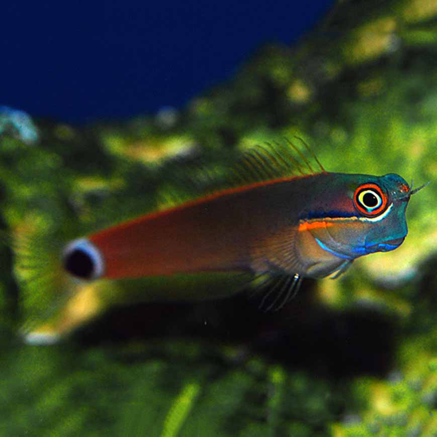 Tail-Spot Blenny