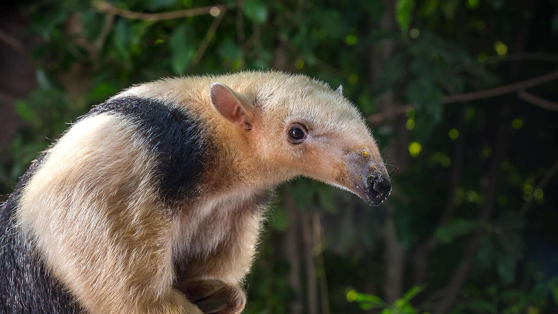 Tamanduas