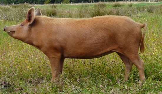Tamworth Pig