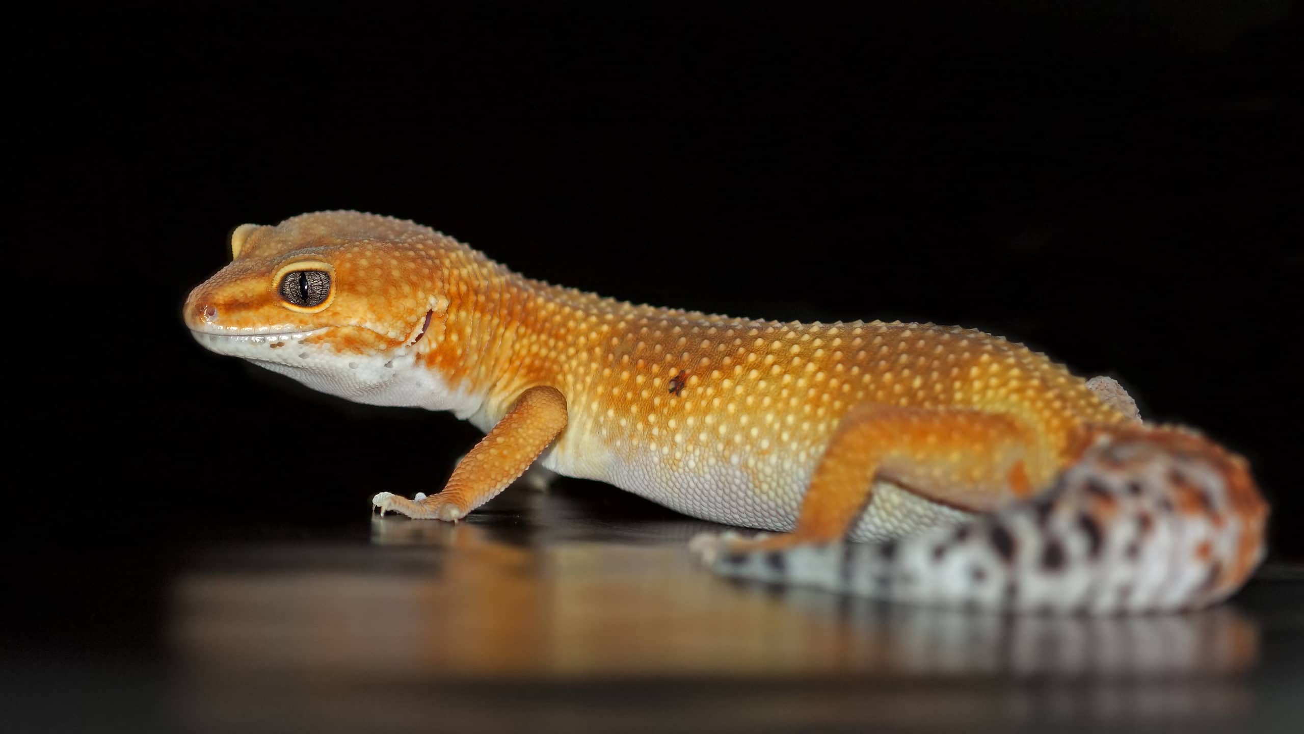 Tangerine Leopard Morph