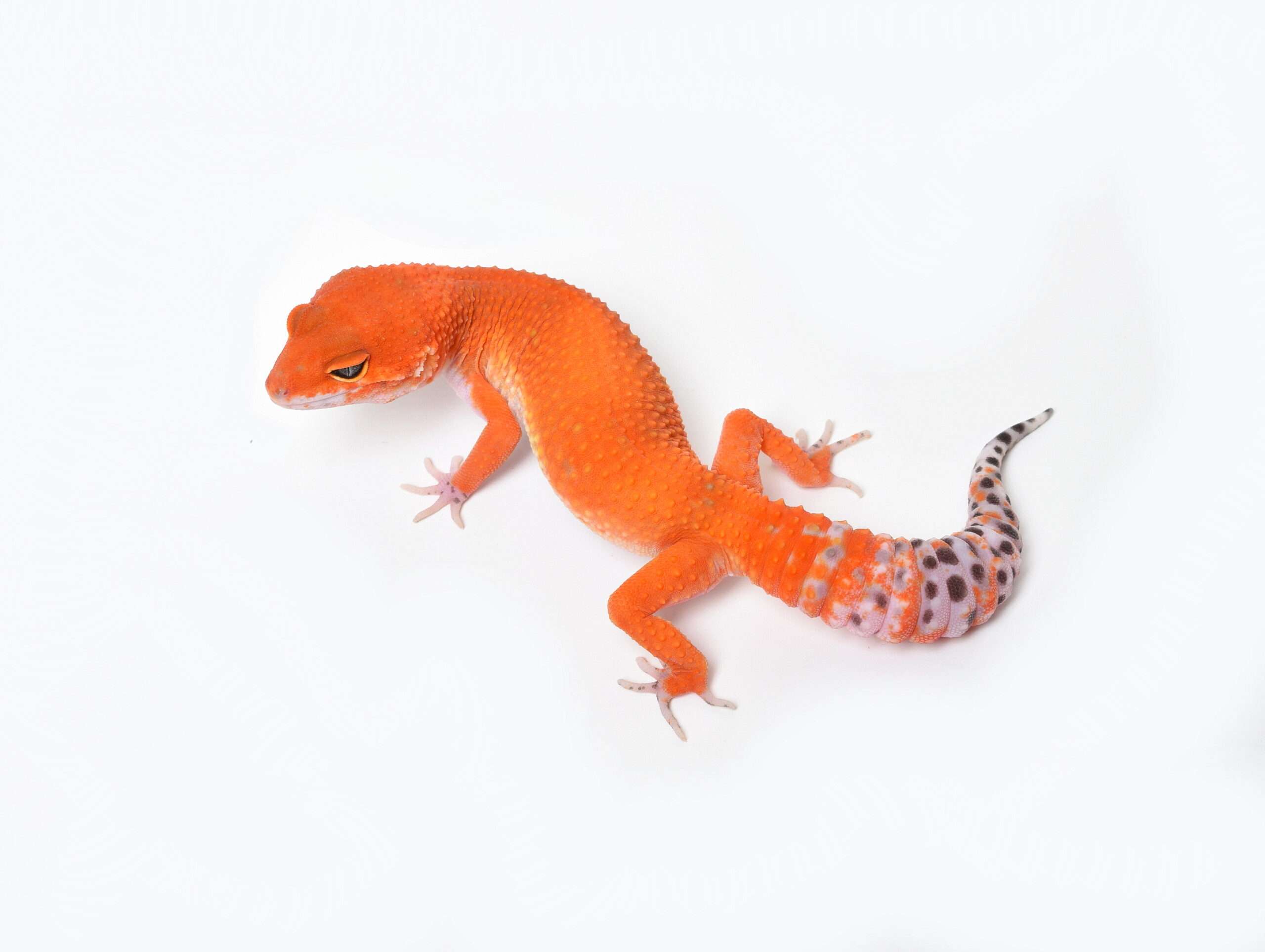 Tangerine Tornado Leopard Gecko
