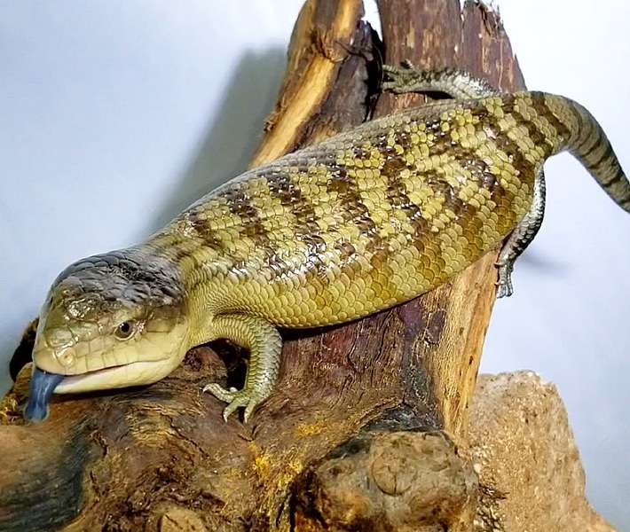 Tanimbar Blue-Tongued