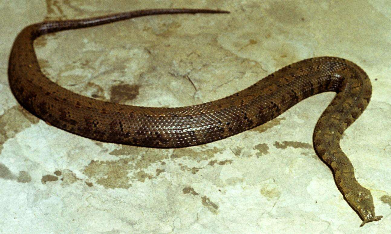 Tentacled Snake